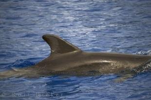 photo of Dolphin Dorsal Fin