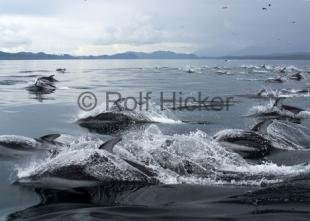 photo of Dolphin Images Large Group Of Animals