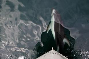 photo of photos of dolphins