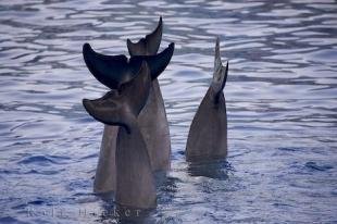 photo of Dolphins Flukes