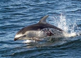 photo of Dolphins Pictures