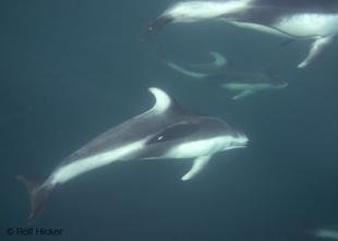 photo of Dolphins Underwater
