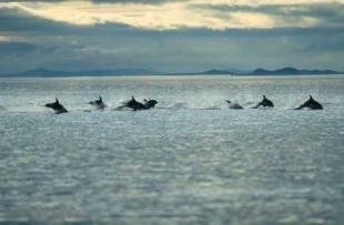 photo of Dolphins Traveling