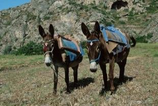 photo of donkeys