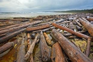 photo of Driftwood Littered Beach Coastal Scene