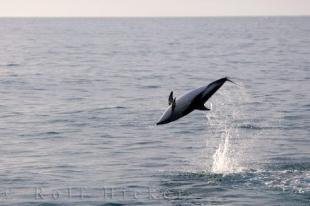 photo of Dusky Dolphin Leaping Kaikoura NZ
