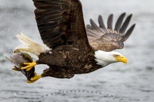 photo of Action Shot Bald Eagle With fish