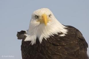 photo of Head Close Up Eagle Photos