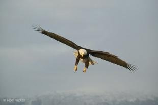 photo of bald Eagle Haliaeetus leucocephalus Pics