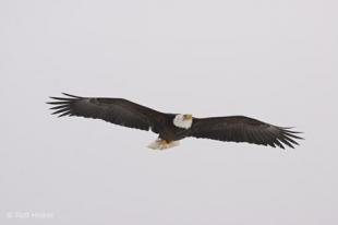 photo of eagle wings