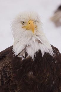photo of Rough Looking Eagle Portrait