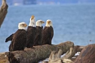 photo of Eagles Birds