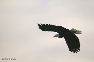 photo of American Bald Eagle Flying
