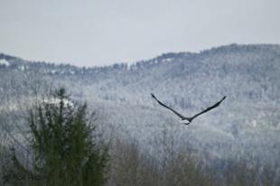 photo of Flying Eagle Photos