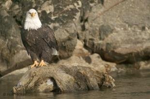 photo of Big Pictures of Bald Eagle