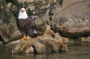 photo of Tree Root Bald Eagle Sitting