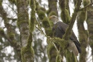 photo of birds of prey photos