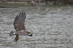 photo of Flying Bald Eagle Images