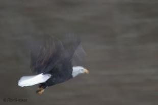 photo of Big Pictures of Bald Eagles