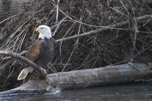 photo of Photos of Bald Eagles