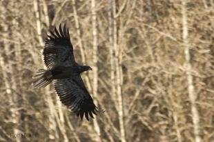 photo of Giant Eagle Flying Forest