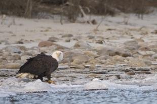 photo of photos of american bald eagle