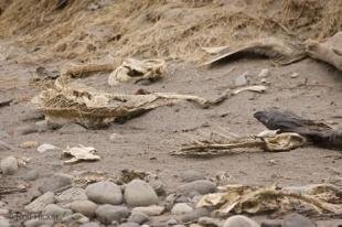 photo of bald eagles eat