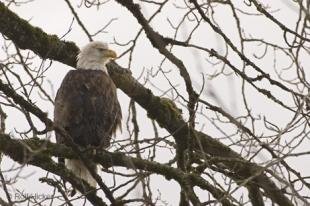 photo of photos eagles