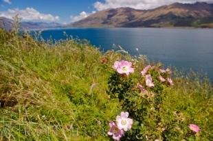 photo of Eglantine Rose Picture