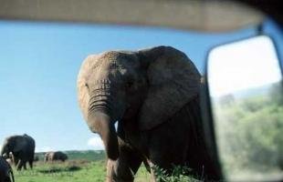 photo of Addo Elephant National Park