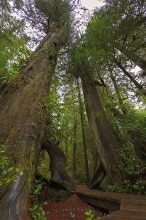 photo of Enchanted Rainforest Trail Pacific Rim National Park Vancouver Island