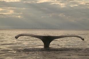 photo of Atlantic Humpback Whale Image