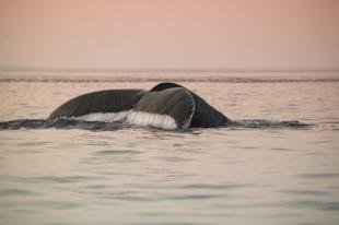 photo of canada whale watching