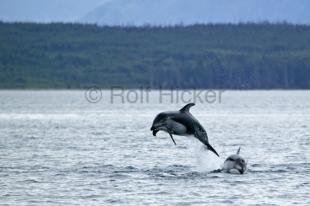 photo of dolphins inside passage