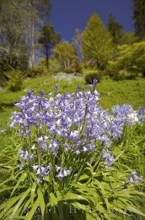 photo of Exotic Flowers