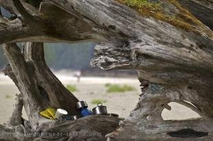photo of San Josef Bay Tree
