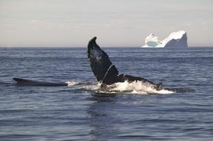 photo of Humpback Whale And Iceberg Newfoundland
