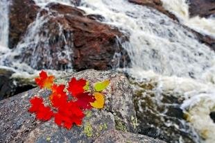 photo of Fall Leaf Waterfall Design Lake Superior Provincial Park