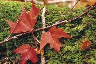 photo of Fall Maple Leaves