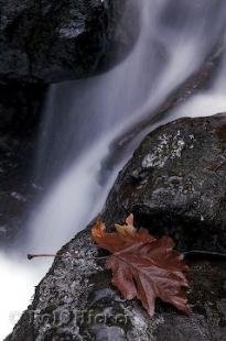 photo of Fallen Leaves