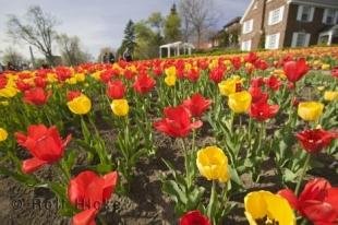 photo of Field Of Tulips