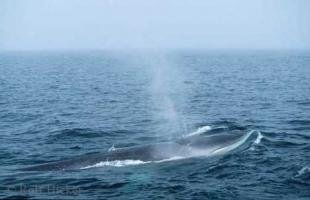 photo of Fin Whale Picture