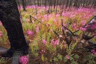 photo of Fireweed Yukon