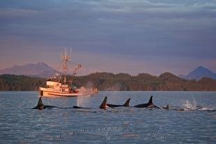 photo of Fishing Boat Orca Pod Vancouver Island
