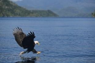 photo of Fishing Bald Eagle