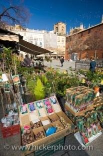 photo of Flower Market Plaza Bib Rambla Granada Andalusia Spain