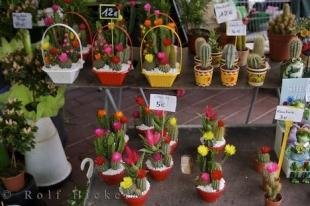 photo of Flowering Cacti Cours Saleya France