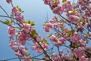photo of Flowering Trees Spring Ontario