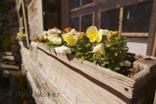 photo of Window Planter Box Flowers