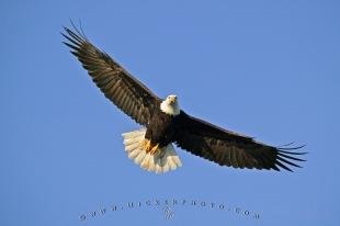 photo of Fly like an Eagle